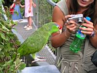 Amazone a joues vertes, Amazona viridigenalis (Photo F. Mrugala) (6)